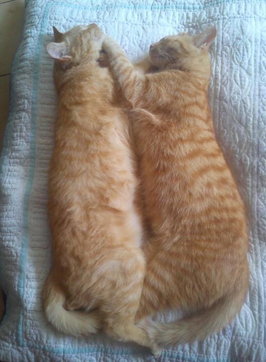 Au Chat Ronfleur Bagnères-de-Bigorre Екстериор снимка