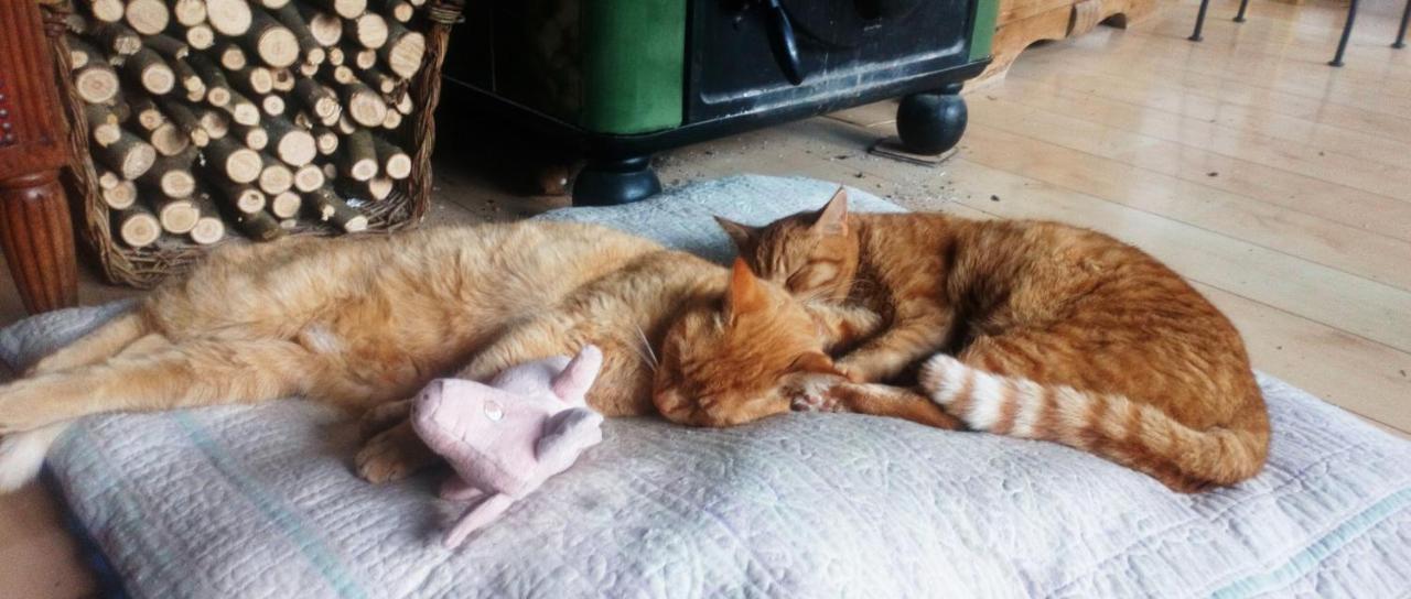 Au Chat Ronfleur Bagnères-de-Bigorre Екстериор снимка