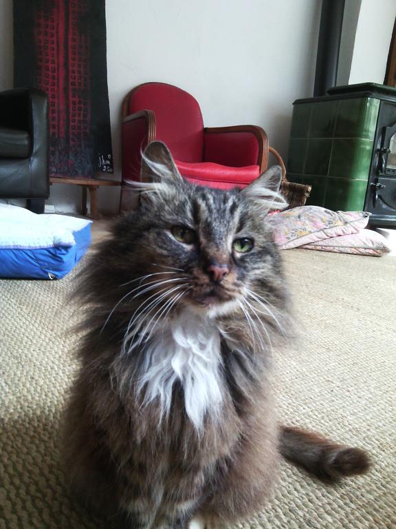 Au Chat Ronfleur Bagnères-de-Bigorre Екстериор снимка